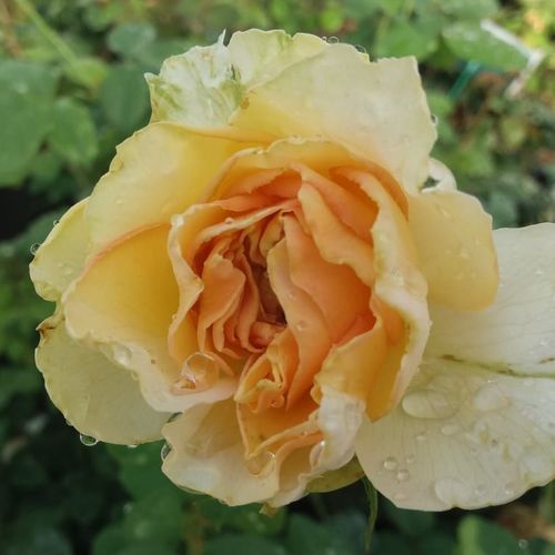 Shop - Rosa Topaze Orientale™ - gelb - teehybriden-edelrosen - mittel-stark duftend - Georges Delbard - Ihr verhältnismäßig große gewachsener Busch bietet in offenen Randbeeten eine anziehende Kulisse für eine herbstliche Blumenpracht.